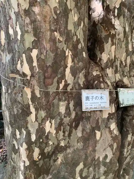 磯部稲村神社(茨城県)