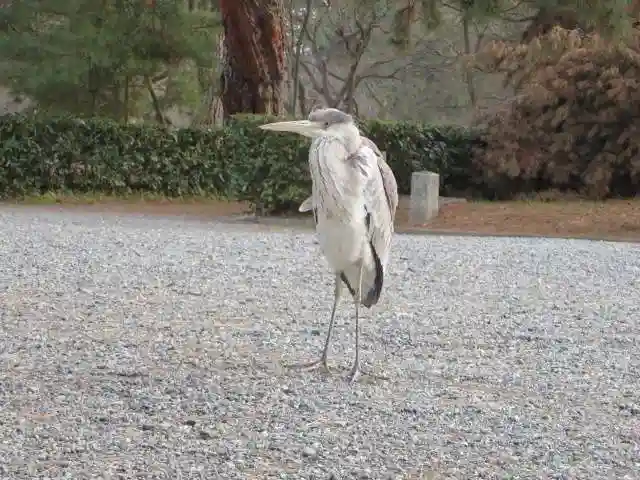 護王神社の動物
