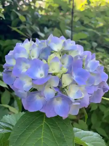 浅間神社の自然