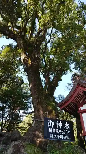 鹿児島神宮の自然