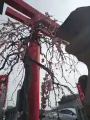 住吉神社の鳥居