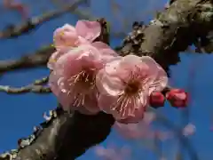 筑波山神社の自然