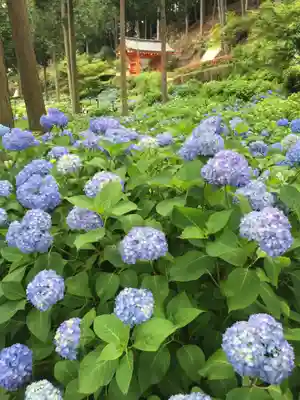 三室戸寺の周辺