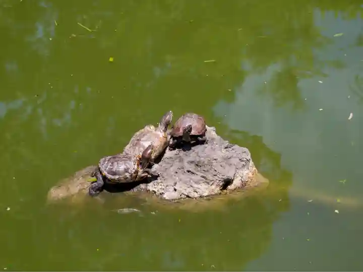 亀戸天神社(東京都)
