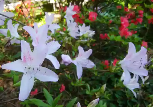 信濃神社の自然