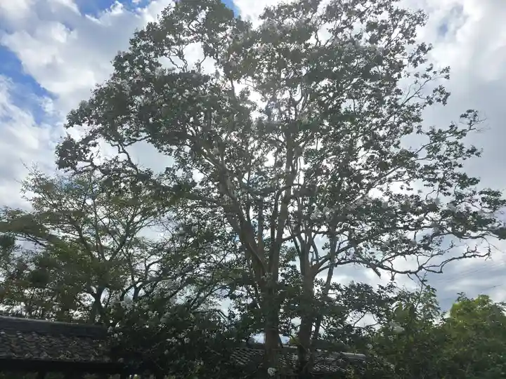 世尊寺(奈良県)