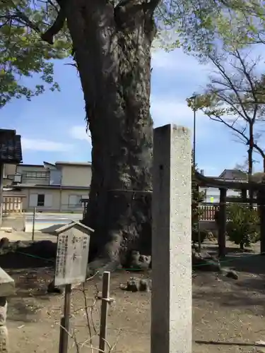 科野大宮社の自然