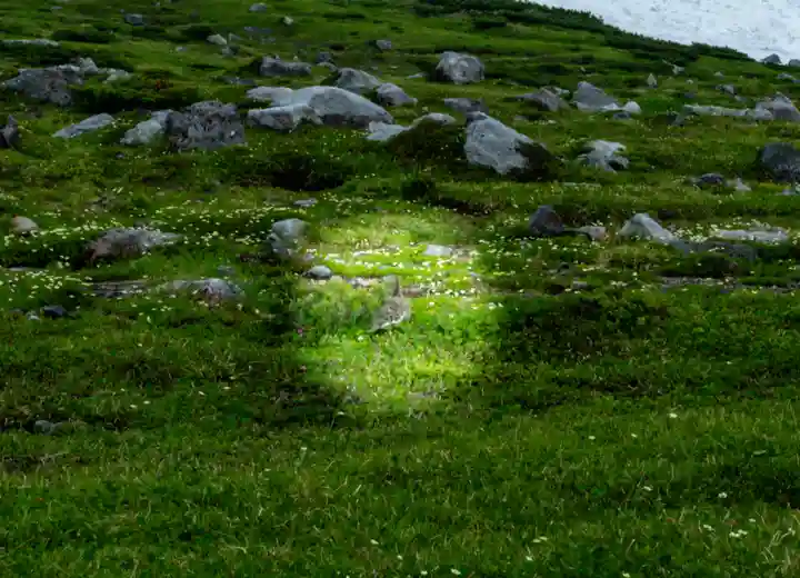 雄山神社峰本社の動物