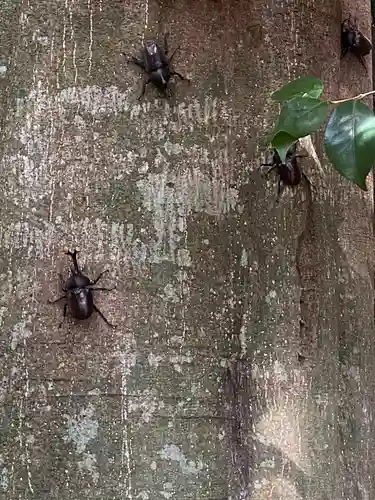 下野 星宮神社(栃木県)