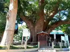 八幡神社の自然