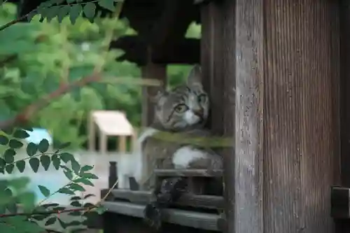 天王坊稲荷神社の動物