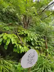 明月院(神奈川県)