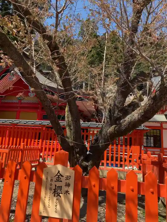金櫻神社の自然