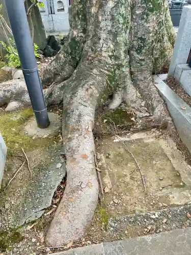 祥雲寺(東京都)