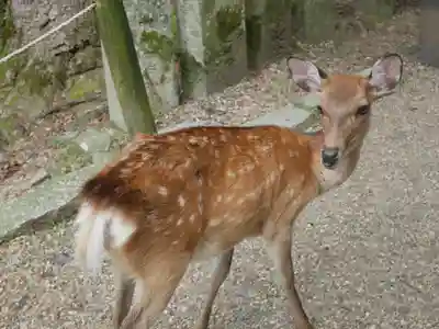 春日大社(奈良県)
