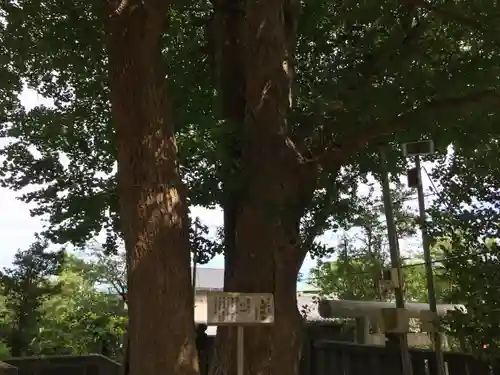 御霊神社(神奈川県)