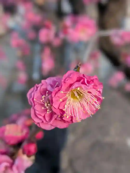 成願寺(東京都)