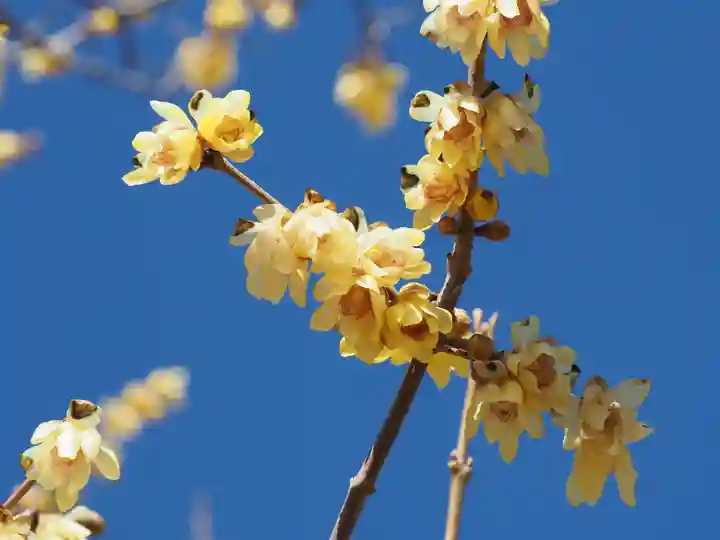 宝登山神社(埼玉県)