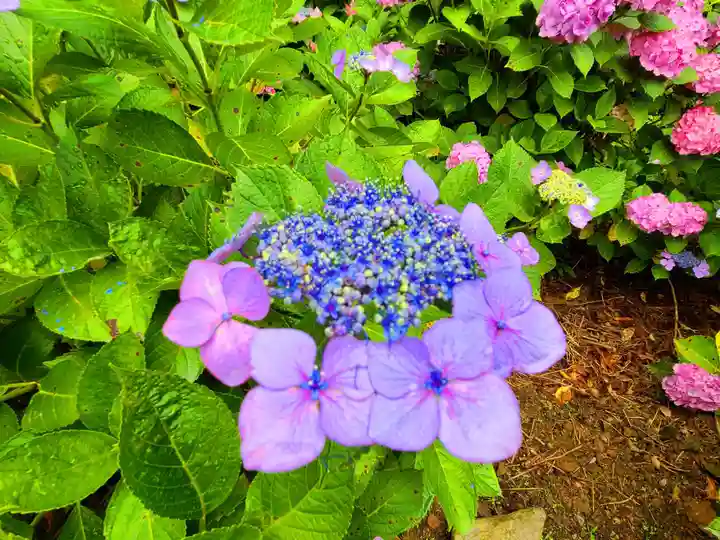 千光寺(福岡県)
