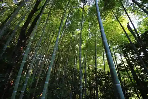 市森神社の自然