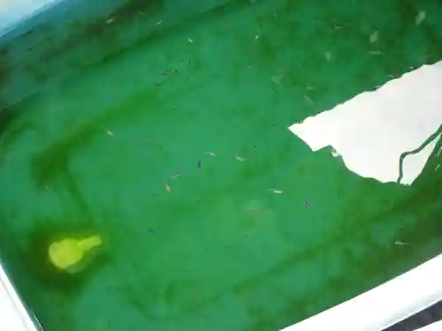 伊勢原 法泉寺の動物