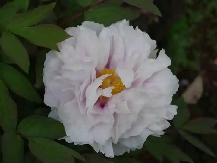 東長谷寺 薬王院の自然