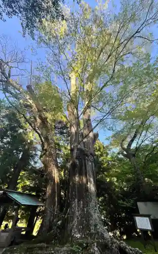 國津神社の{uncategorized: "未分類", other: "その他", undefined: "問題あり", building: "その他建物", grave: "お墓", sacred_gate: "鳥居", guardian: "狛犬", statue: "像", buddha: "仏像", history: "歴史", nature: "自然", garden: "庭園", animal: "動物", pagoda: "塔", temizu: "手水舎", mountain_gate: "山門・神門", sanctuary: "本殿・本堂", subordinate: "末社・摂社", art: "芸術", scenery: "景色", jizo: "地蔵", ema: "絵馬", goshuin: "御朱印", omikuji: "おみくじ", items: "授与品その他", amulet: "お守り", goshuincho: "御朱印帳", eats: "食事", festival: "お祭り", votive_dance: "神楽", shichigosan: "七五三参", wedding: "結婚式", experience: "体験その他", initially: "初詣", around: "周辺", anti_infection: "感染症対策"}