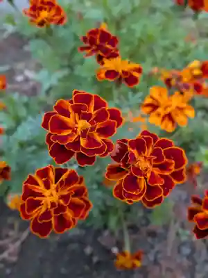 鷺宮八幡神社(東京都)