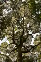 神明神社(徳島県)