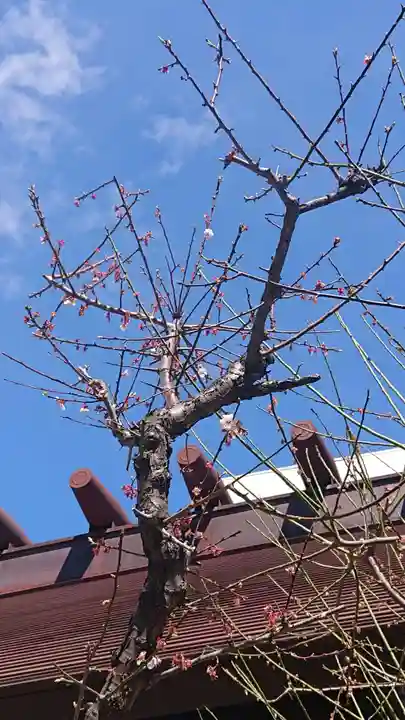 高円寺氷川神社の自然