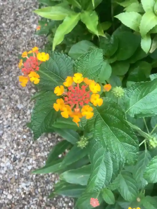 三輪神社(愛知県)