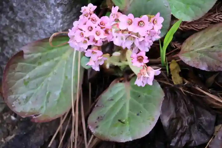 隠津島神社の自然