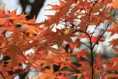 須山浅間神社の自然