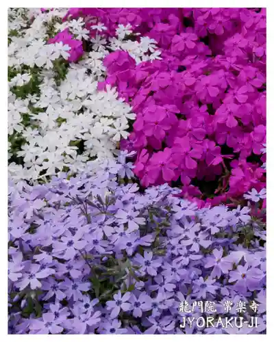 【公式】龍門院常楽寺（秩父札所十一番）(埼玉県)