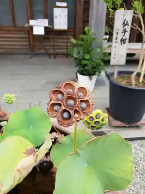 妙蓮寺のその他建物