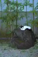増上寺の動物