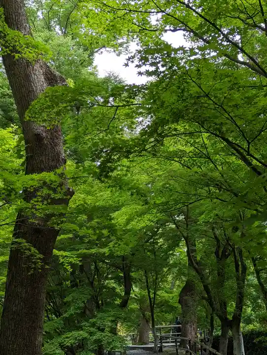 北野天満宮の自然