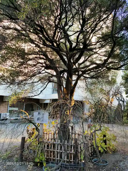 牛天神北野神社の自然