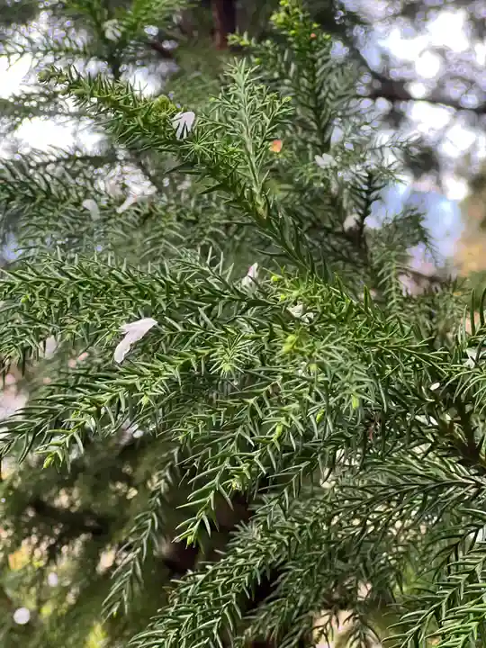 高館義経堂の自然