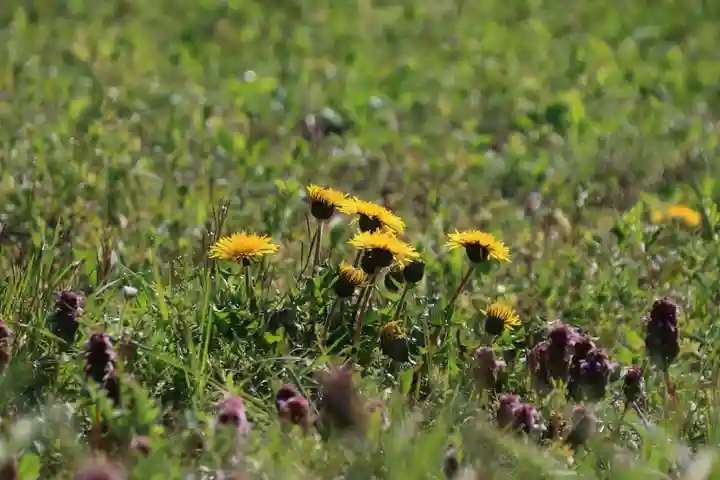 大六天麻王神社の自然