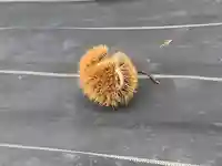 善慧寺、善恵寺(岐阜県)