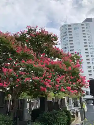 梅窓院(東京都)