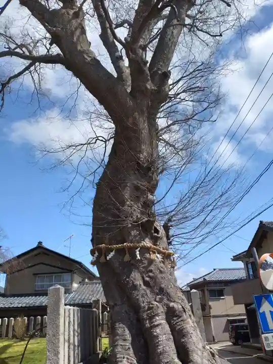 三国神社の自然