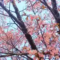 彌彦神社 (伊夜日子神社)の自然
