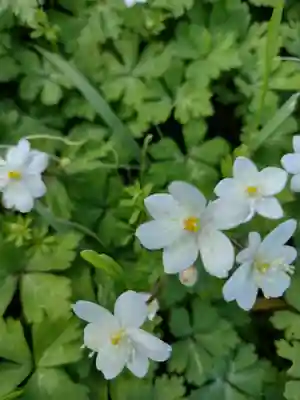 松井孫右衛門社(三重県)