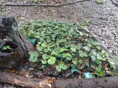 賀茂別雷神社（上賀茂神社）(京都府)