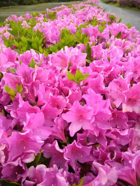 国宝 長寿寺の自然