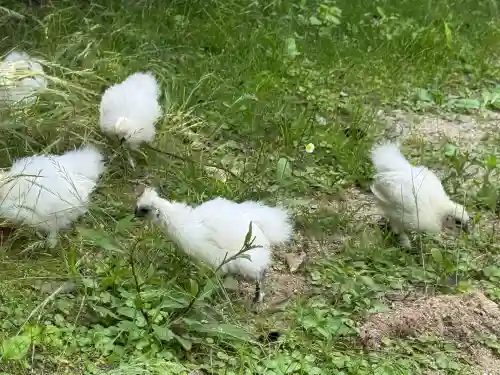 高屋敷稲荷神社(福島県)