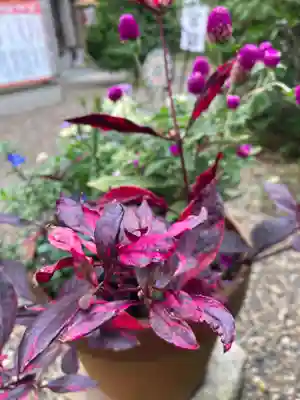 櫻井子安神社(千葉県)