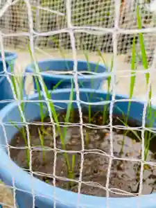 總社 和田八幡宮の庭園(2022年05月30日(月) 15時55分03秒投稿)